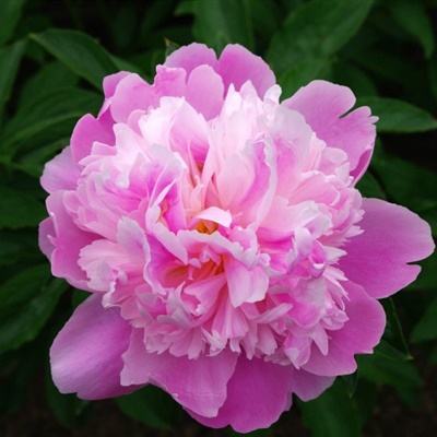 乐天堂点评指导